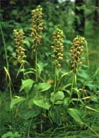 Breitblttrige Stendelwurz