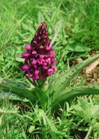 Breitblttriges Knabenkraut