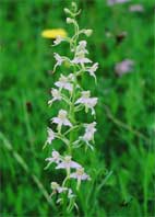 Grnliche Waldhyazinthe