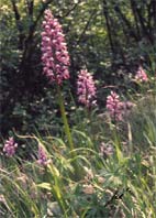 Helmorchis, Helm-Knabenkraut