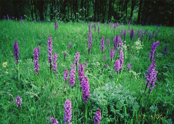 einige Dutzend purpur/violett-blhende Orchideen (Manns-Knabenkraut)