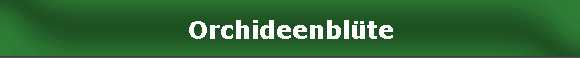 Orchideenblte