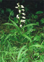 Schwertblttriges Waldvgelein